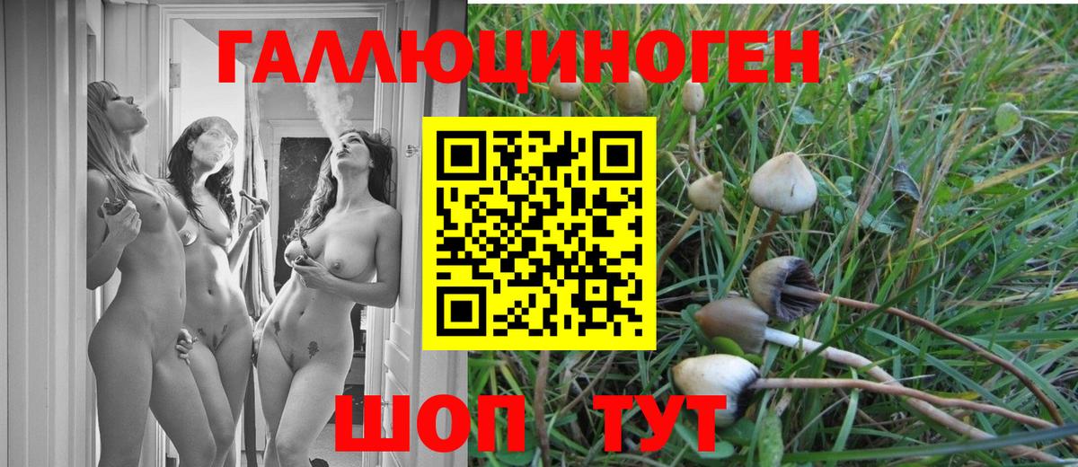 Дедовск  Псилоцибиновые грибы Cubensis  Вход с VPN 