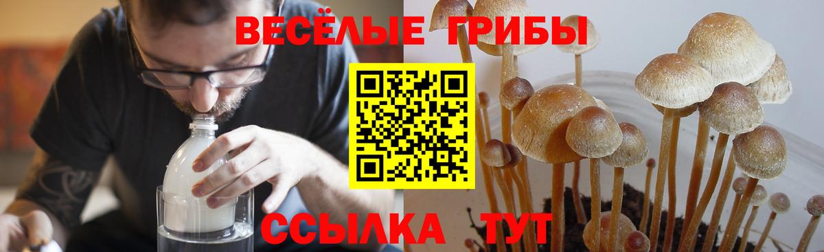 Псилоцибиновые грибы Psilocybine cubensis Дедовск
